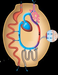 Diagram of a closed circulatory system