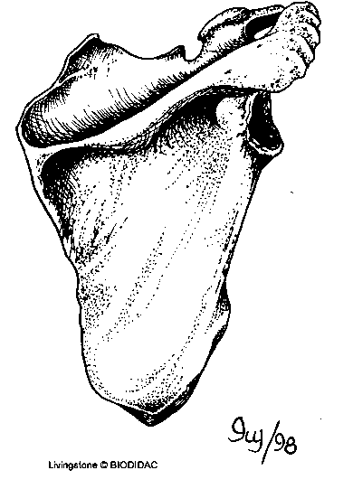 Scapula (shoulder blade)