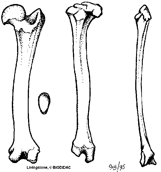 Femur, patella, tibia, and fibula
