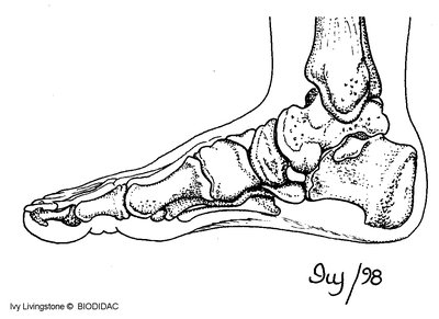 Bones of the foot (tarsals, metatarsals, phalanges)