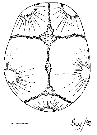 Fetal skull with fontanels (top view)