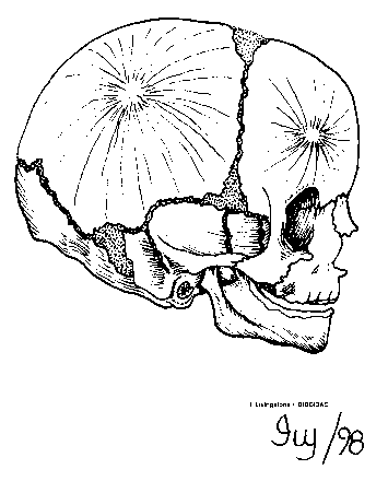 Fetal skull with fontanels (side view)