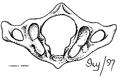 Atlas (C1 vertebra)