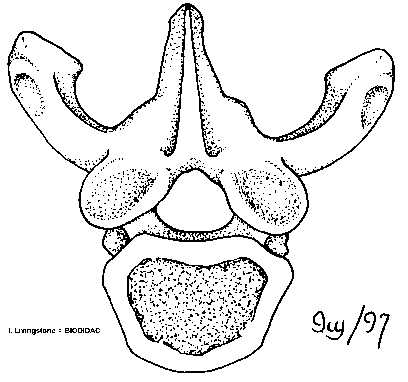 Lumbar vertebra (superior view)