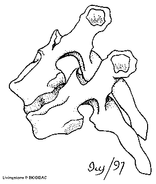 Sacrum (anterior view)