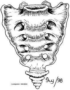 Rib cage and sternum