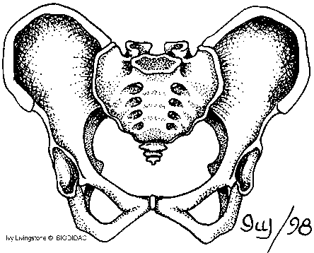 Female pelvis (front view)