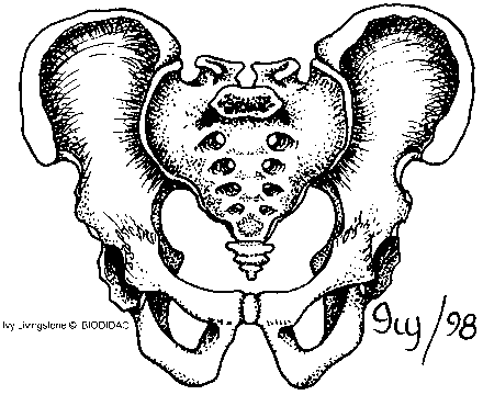 Male pelvis (front view)