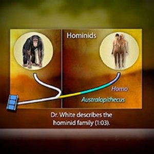 Phylogenetic diagram: hominids, chimpanzees, and humans