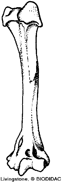 Humerus (upper arm bone)