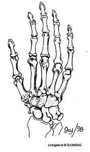 Bones of the hand (carpals, metacarpals, phalanges)