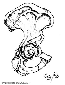Os coxa (hip bone)