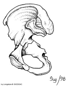 Os coxa (hip bone, alternate view)