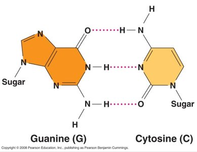Guanine and Cytosine hydrogen bonding