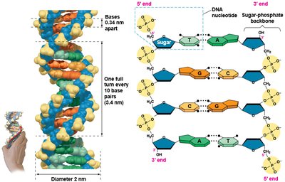 DNA double helix with labeled dimensions