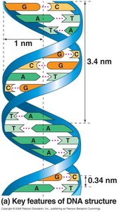 Key features of DNA structure