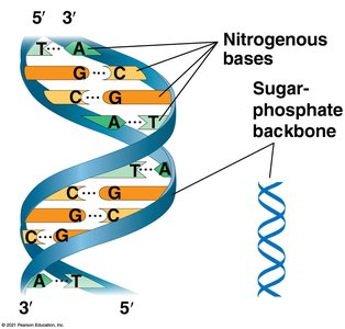 Antiparallel DNA strands