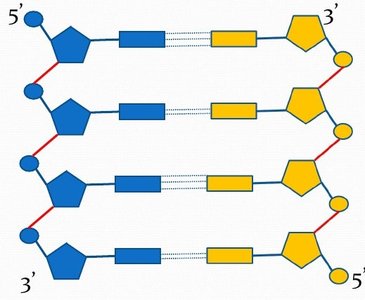 DNA structure showing directionality
