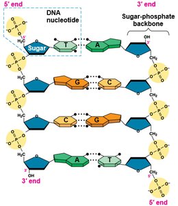 DNA sequence with 5' and 3' ends