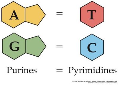 Purines and pyrimidines base pairing