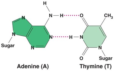 Adenine and Thymine hydrogen bonding