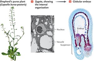 Shepherd's purse plant, zygote internal organization, and globular embryo