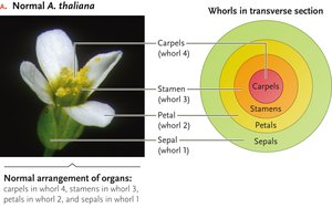 Normal Arabidopsis thaliana flower and whorl arrangement