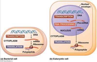 Transcription and translation in prokaryotes and eukaryotes