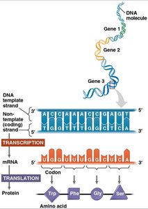Transcription and translation overview