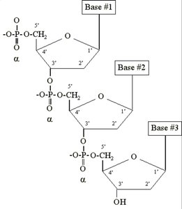 DNA and RNA directionality