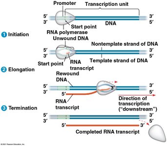 Stages of transcription: initiation, elongation, termination