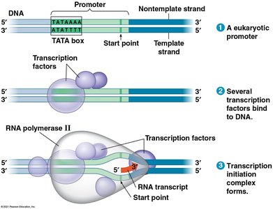 Initiation of transcription at a eukaryotic promoter