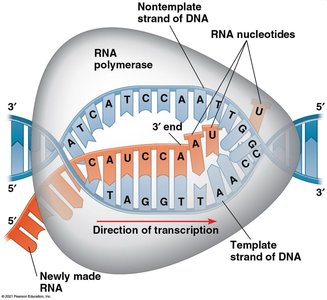 Transcription elongation by RNA polymerase