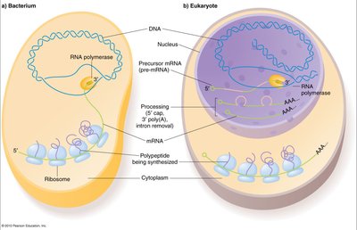 Comparison of gene expression in prokaryotes and eukaryotes