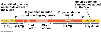 RNA processing: 5' cap and poly-A tail