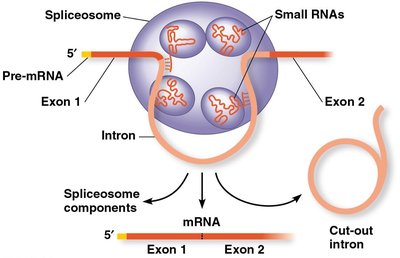Spliceosome and RNA splicing