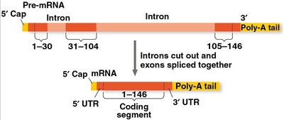 Introns and exons in pre-mRNA