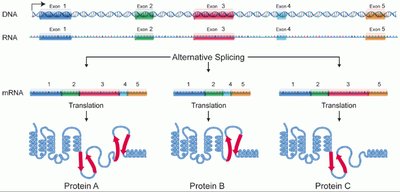 Alternative splicing of mRNA