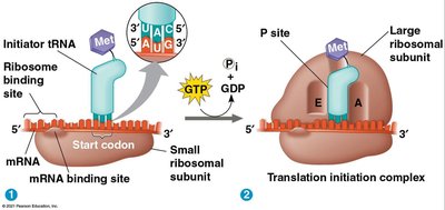 Translation initiation complex