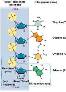 DNA nucleotide structure and base pairing