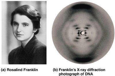 Rosalind Franklin and X-ray diffraction of DNA