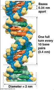 DNA double helix structure