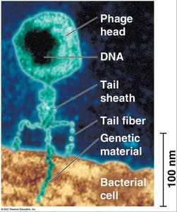 Bacteriophage structure