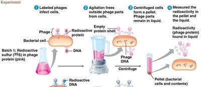 Hershey-Chase experiment with radioactive labeling