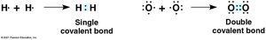 Single and double covalent bonds