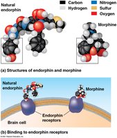 Molecular mimicry: endorphin and morphine