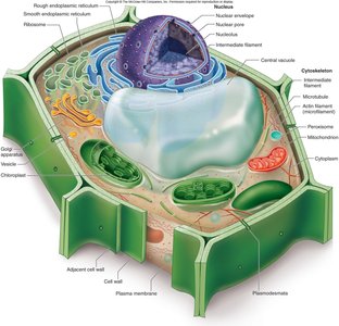 Diagram of a plant cell with labeled organelles