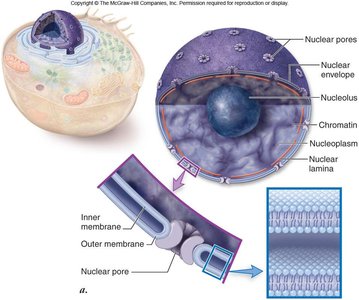 Diagram of the nucleus and nuclear envelope