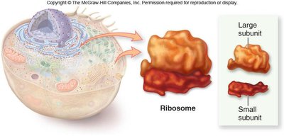 Chromosome structure and DNA packaging
