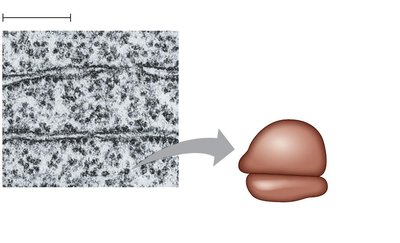 TEM of ribosomes and diagram of subunits